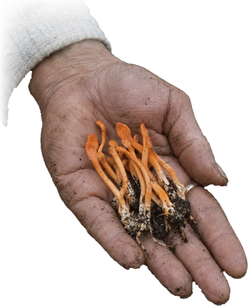 A hand holding fresh cordyceps militaris
